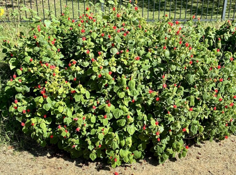 546497132 1325669852902299 4490434784593728062 n 768x569