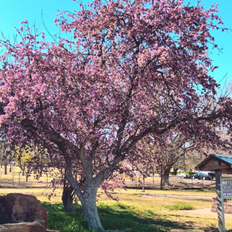 653027885 1488167656652517 5635017243792453572 n 768x768